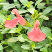 Salvia Apricot Spring